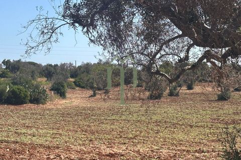 Ruinere i Carovigno, Brindisi, Carovigno - € 385.000 | Ref: Proprietà Pinea - foto 17